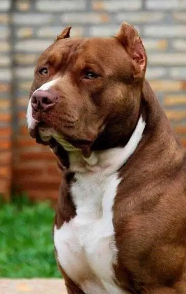 Mestre dos Dogs - Adestrador de cães em Atibaia