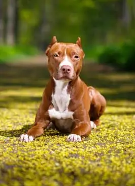 Mestre dos Dogs - Adestrador de cães em Atibaia