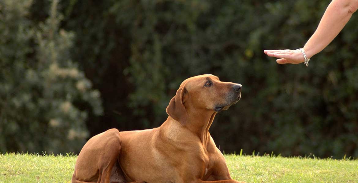  Treinamento de cães em Atibaia